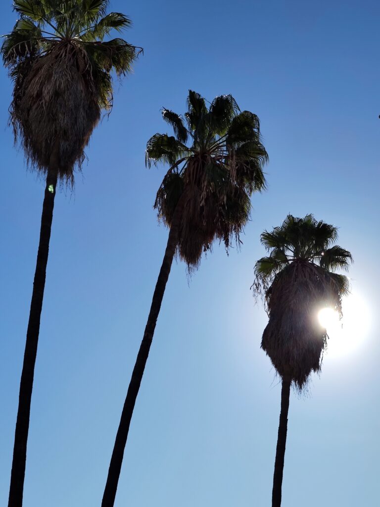 Palmen in Kalifornien im Sonnenlicht Warum Palmen das Symbol von L.A. sind