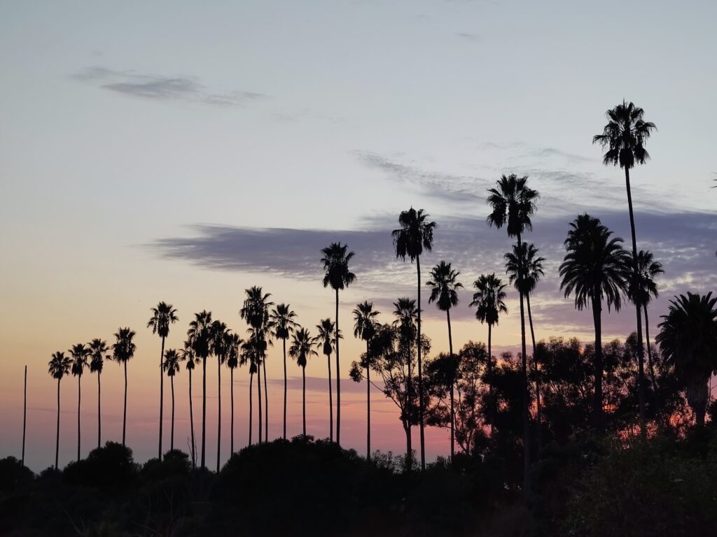 Palmen im Sonnenuntergang im Elysian Park Warum Palmen das Symbol von L.A. sind
