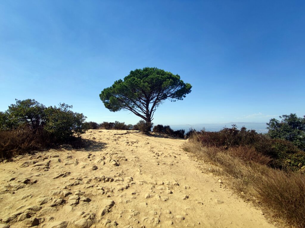 Der Wisdom Tree ist eine Wanderung wert Beste Fotospots Hollywood Sign